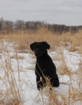 Dunkel in Snow Sitting