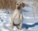 Josie in Snow Sitting