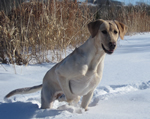 Josie in Snow